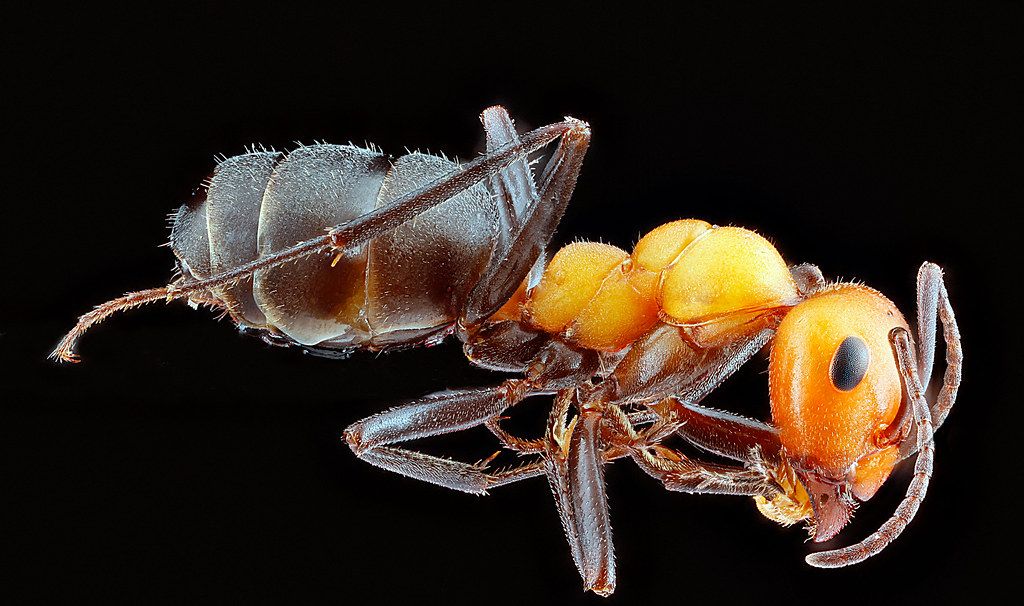 Ant Control service in Sanford, FL