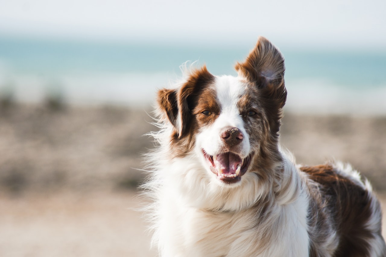 Flea & Tick Control service in Sanford, FL
