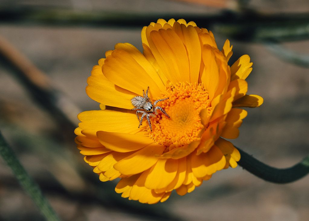 Spider Control service in Sanford, FL